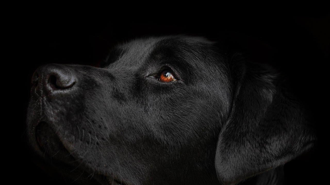 Gesunder, glücklicher Labrador nach erfolgreicher Ernährungsumstellung bei Allergien