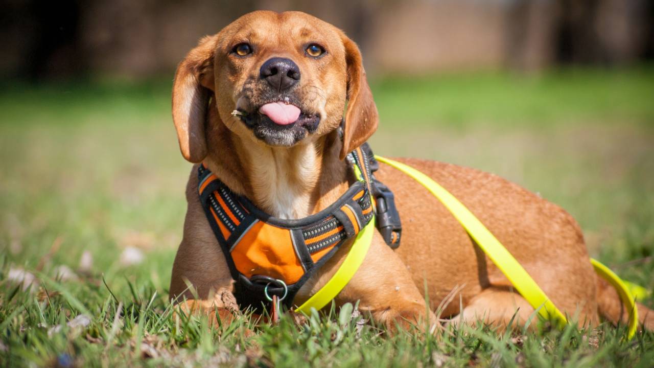Mein Hund Sammy auf der Wiese