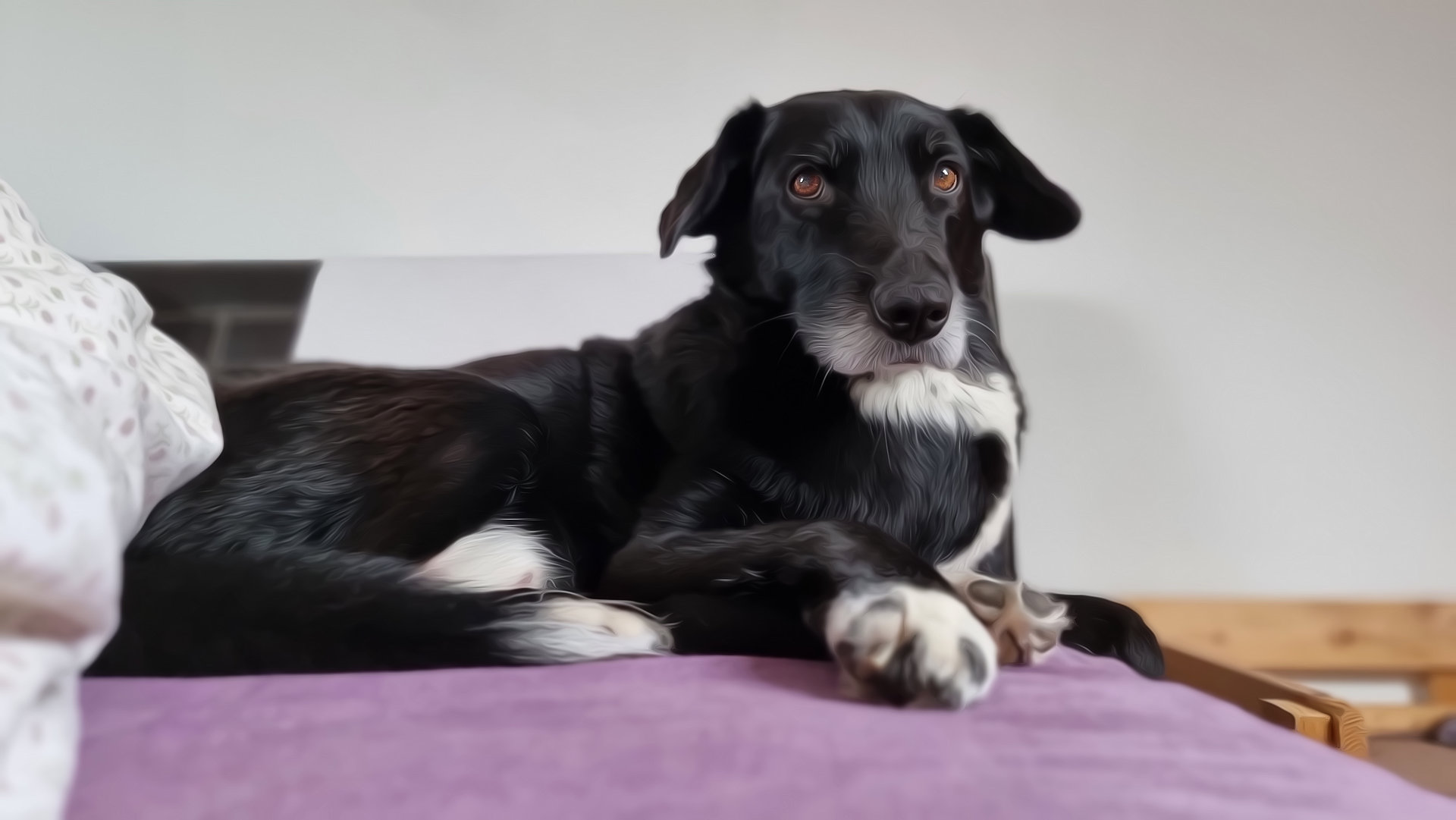 Pinsel, ein älterer Hund mit chronischer Niereninsuffizienz, bei entspanntem Liegen